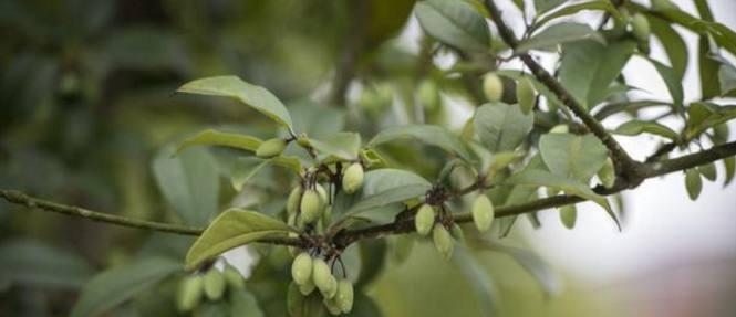 桂花树种子可以吃吗？食用桂花种子的安全性和方法是什么？