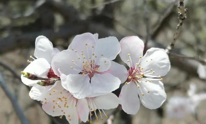 哈尔滨的市花是什么花？市花的由来和象征意义是什么？