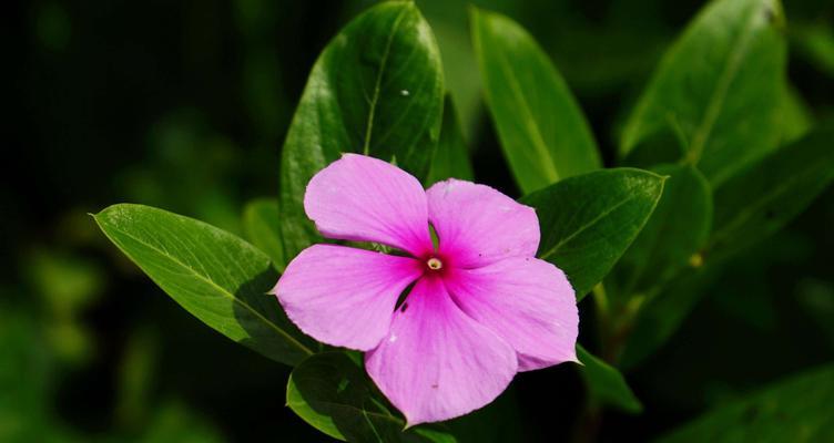 哈尔滨的市花是什么花？市花的由来和象征意义是什么？