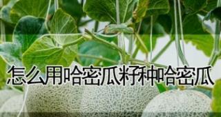 哈密瓜的籽能种吗？种植哈密瓜籽的正确方法是什么？