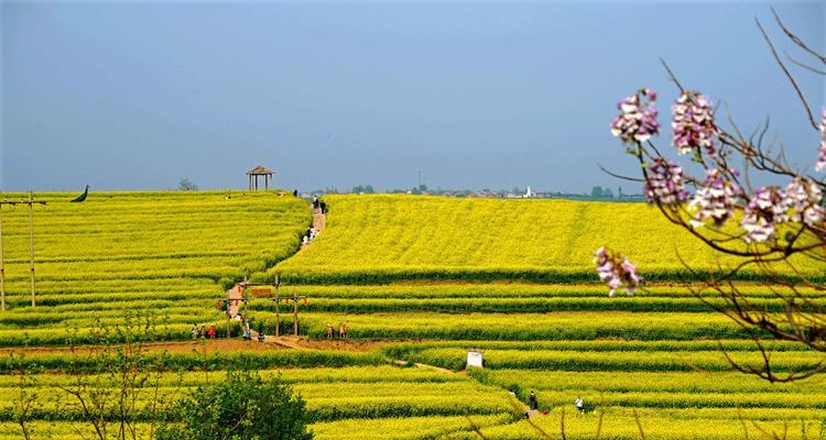 油菜花的文化背景有哪些特点？