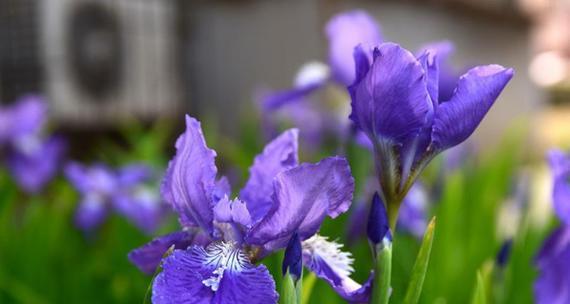 鸢尾花隐藏花语是什么？揭秘鸢尾花背后的秘密含义？