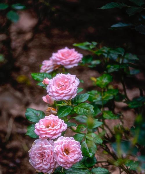 月季花花语是什么？了解月季花的象征意义和常见问题解答