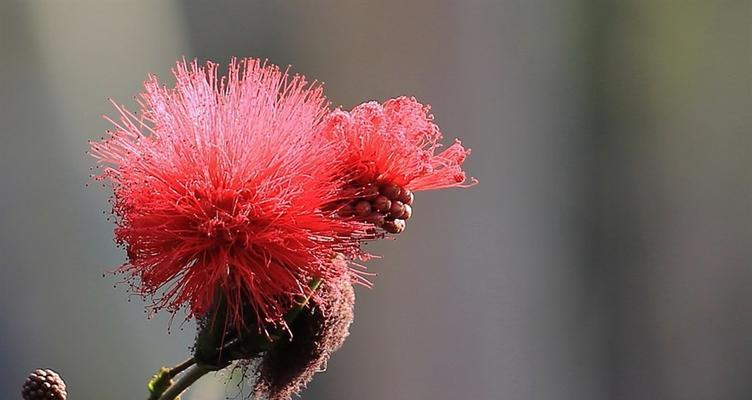 朱樱花代表什么意思？朱樱花的寓意有哪些？