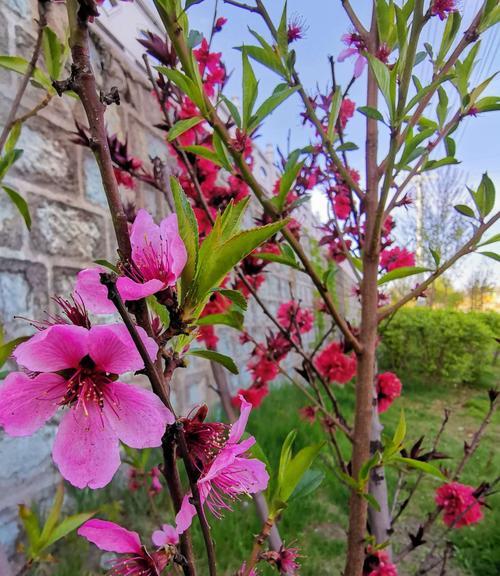 竹夹桃花的花语是什么？了解其独特含义及象征意义