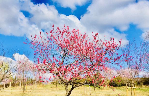 竹夹桃花的花语是什么？了解其独特含义及象征意义