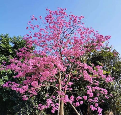 紫花风铃木花语是什么？了解其象征意义及文化背景？