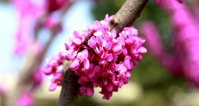 紫荆花的花语是什么？紫荆花寓意有哪些含义？