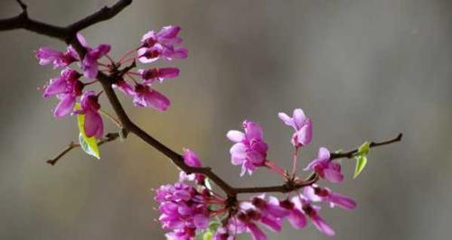 紫荆花花语是什么？了解紫荆花的象征意义及文化背景？