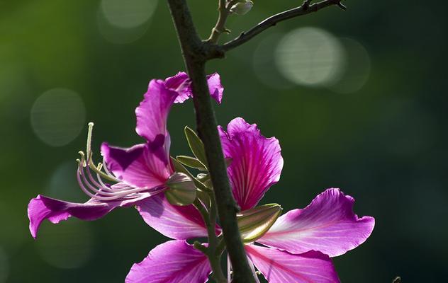 紫荆花花语是什么？了解紫荆花的象征意义及文化背景？