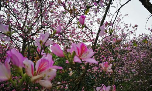 紫荆花的花语是什么？紫荆花传说有哪些故事？