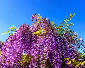 紫藤花的寓意是什么？如何用紫藤花表达情感？