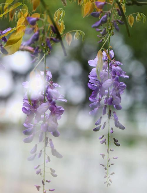 紫藤花花语是什么？紫藤花的寓意有哪些常见问题解答？