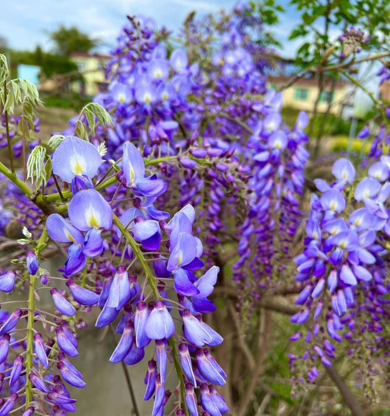 紫藤花花语是什么？紫藤花的寓意有哪些常见问题解答？