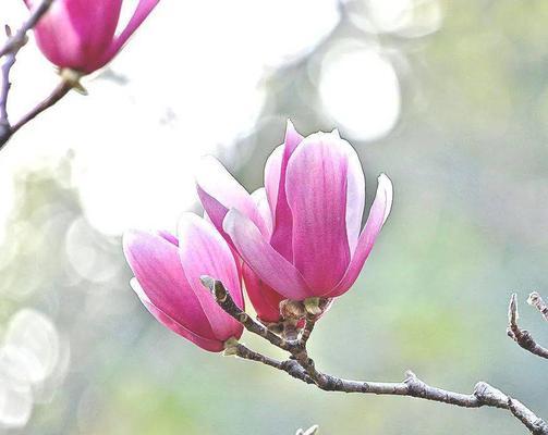 紫玉兰花的花语是什么？如何用紫玉兰花表达情感？