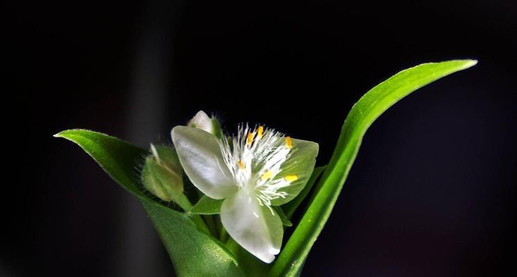 白花紫露草花语是什么？了解其象征意义及用途？