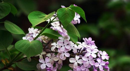 丁香花的花语是什么？了解丁香花的象征意义和文化背景？