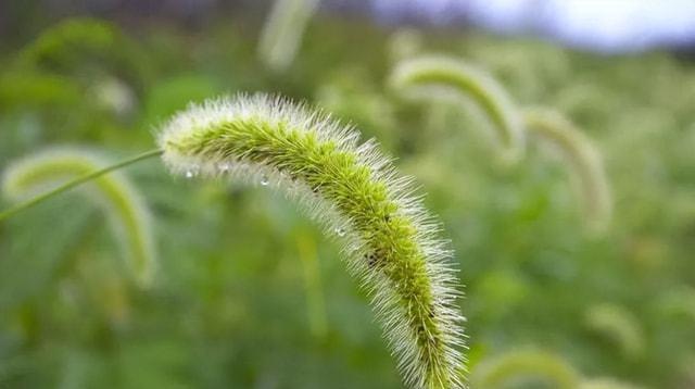 狗尾草的花语是什么？如何正确解读狗尾草的含义？