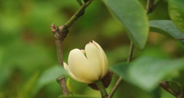 含笑花的花语是什么？了解含笑花的寓意和象征意义？