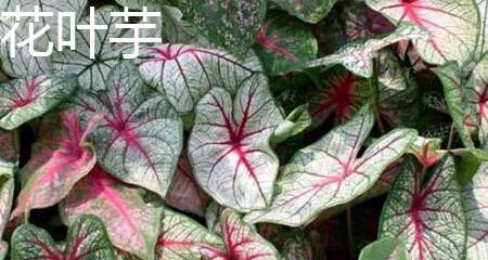 合果芋的花语是什么？如何养护合果芋？