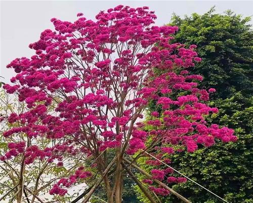 红花风铃木的花语是什么？如何正确理解红花风铃木的象征意义？