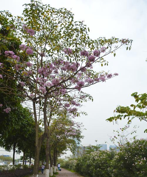 红花风铃木的花语是什么？如何正确理解红花风铃木的象征意义？