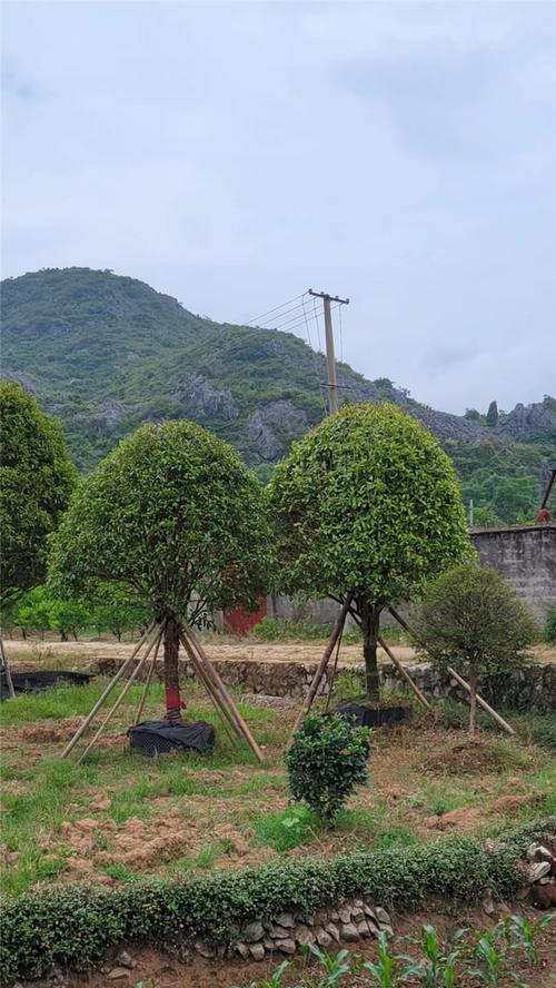 假植苗是什么意思？如何正确使用假植苗技术？