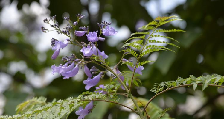 蓝楹花的花语是什么？如何表达爱意与祝福？