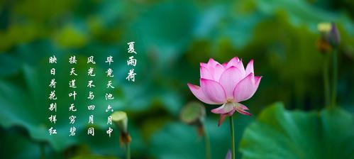 莲花象征着什么？莲花的深层含义有哪些？