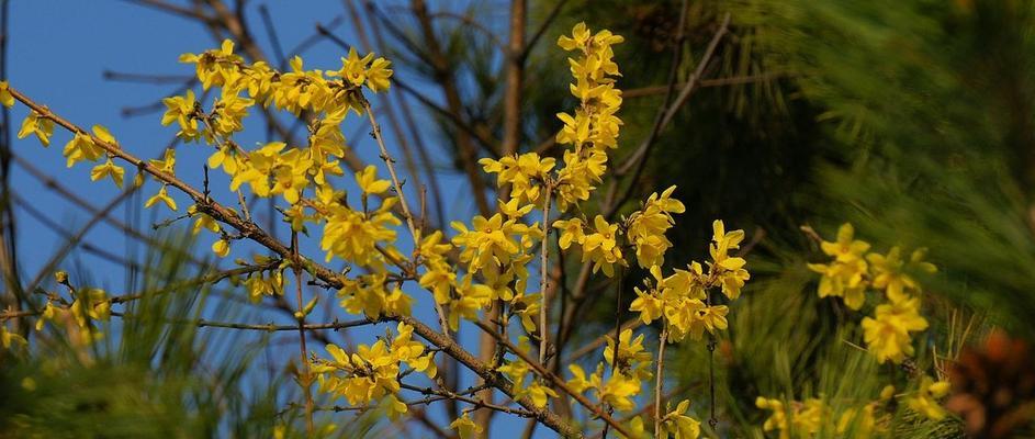 连翘的花语是什么？连翘花代表了哪些含义？