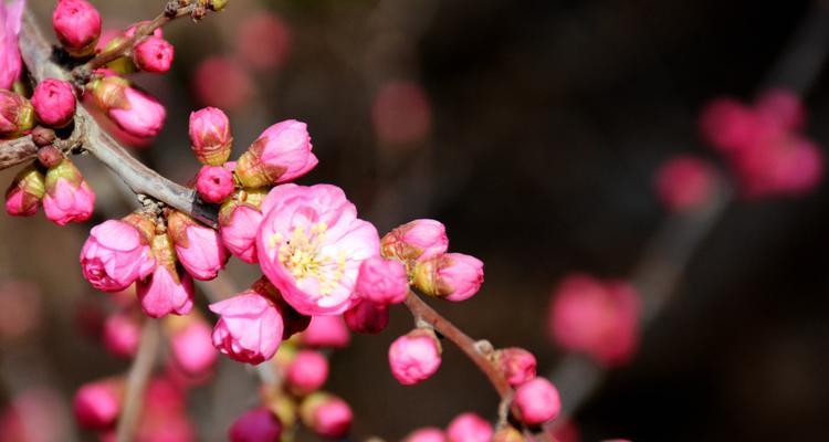 梅花象征意义是什么？梅花在中国文化中代表了哪些美好寓意？