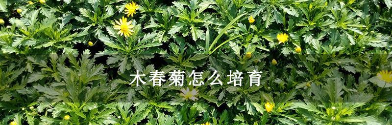 木春菊的寓意是什么？如何正确理解木春菊的象征意义？