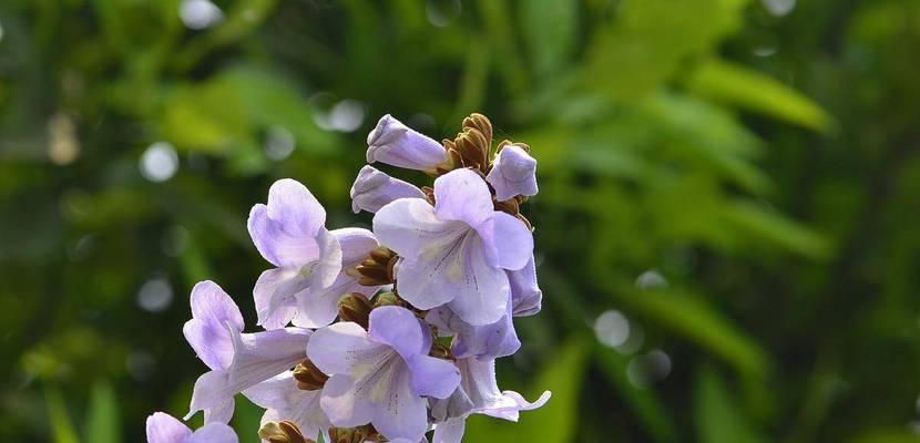 泡桐花的花语是什么？泡桐花代表了哪些意义？