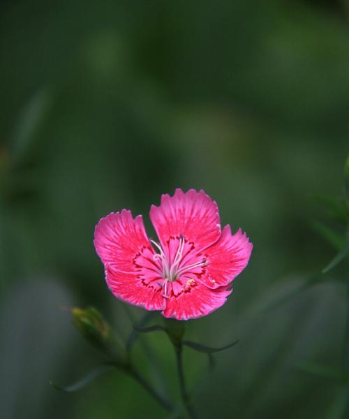 石竹的花语是什么？了解石竹花的象征意义及其文化背景？