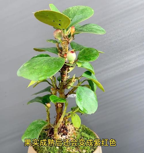 盆栽植物中哪些寓意着多子多福？如何选择？