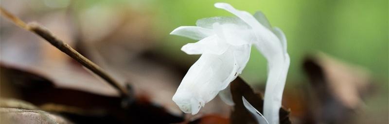 水晶兰的花语是什么？这种神秘花卉的寓意解读？