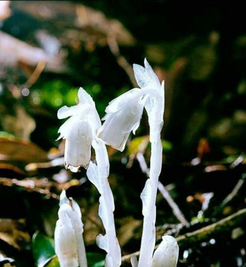 水晶兰的花语是什么？这种神秘花卉的寓意解读？