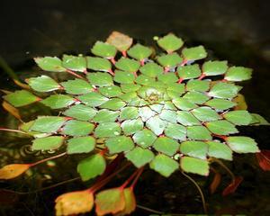 挺水植物是什么意思？挺水植物的特点和应用有哪些？