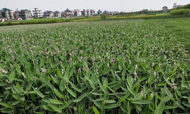 挺水植物是什么意思？挺水植物的特点和应用有哪些？