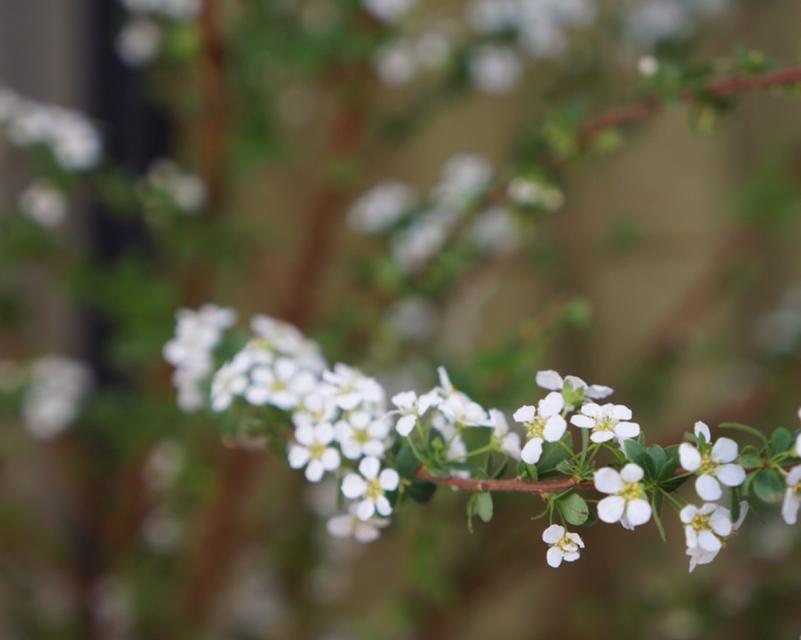 雪柳的花语是什么？雪柳象征着什么含义？