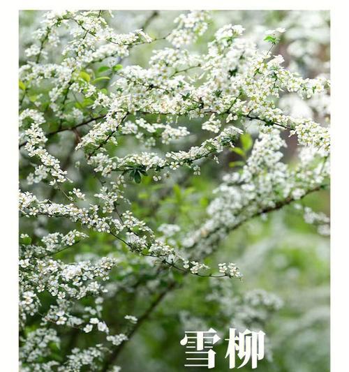 雪柳的花语是什么？雪柳象征着什么含义？