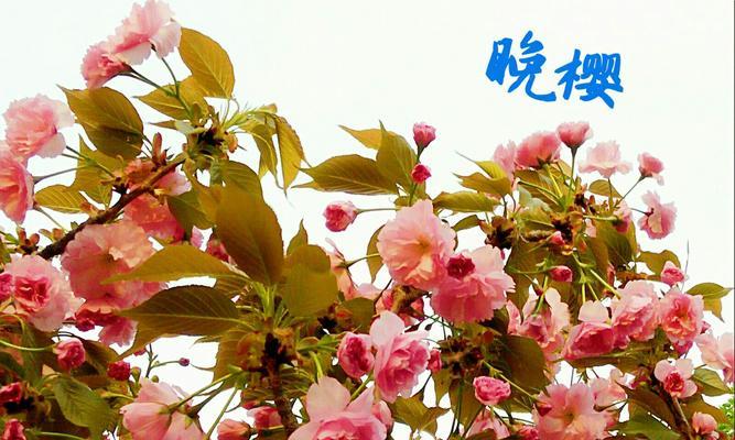 樱花诗的花语是什么？樱花诗背后隐藏的含义是什么？