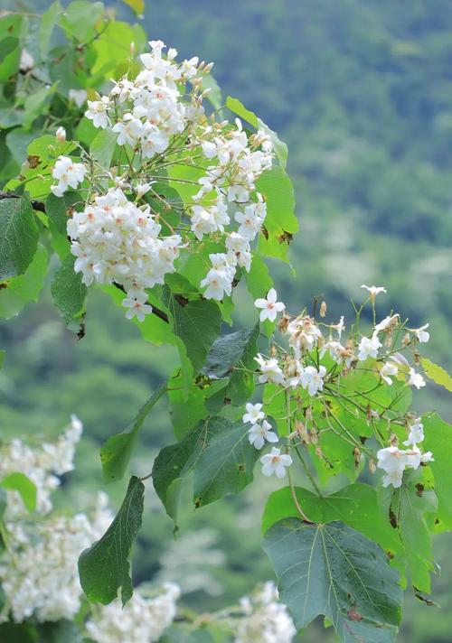 油桐花的花语是什么？油桐花代表的含义有哪些？