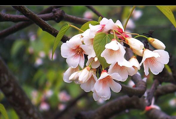 油桐花的花语是什么？油桐花代表的含义有哪些？