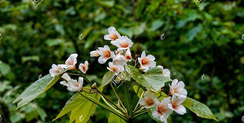 油桐花的花语是什么？油桐花代表的含义有哪些？