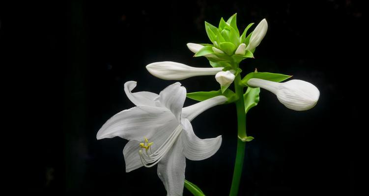 玉簪花的花语是什么？关于玉簪花有哪些美丽传说？