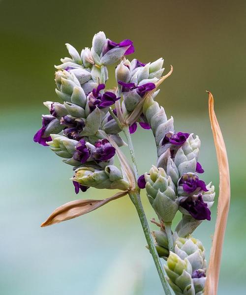 再力花的花语是什么？了解再力花的象征意义和用途？