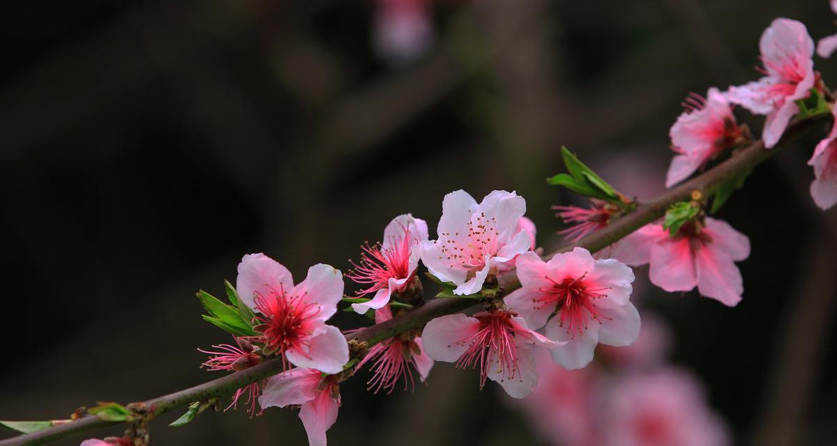 桃花花语是什么？桃花代表的含义有哪些？