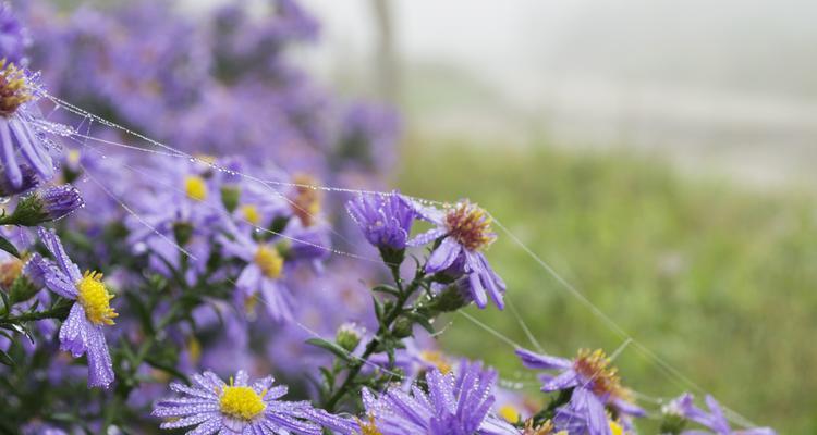 夏天的代表性植物有哪些？它们的特性是什么？