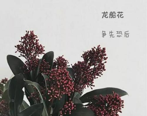 仙丹花的花语是什么？关于仙丹花有哪些传说故事？